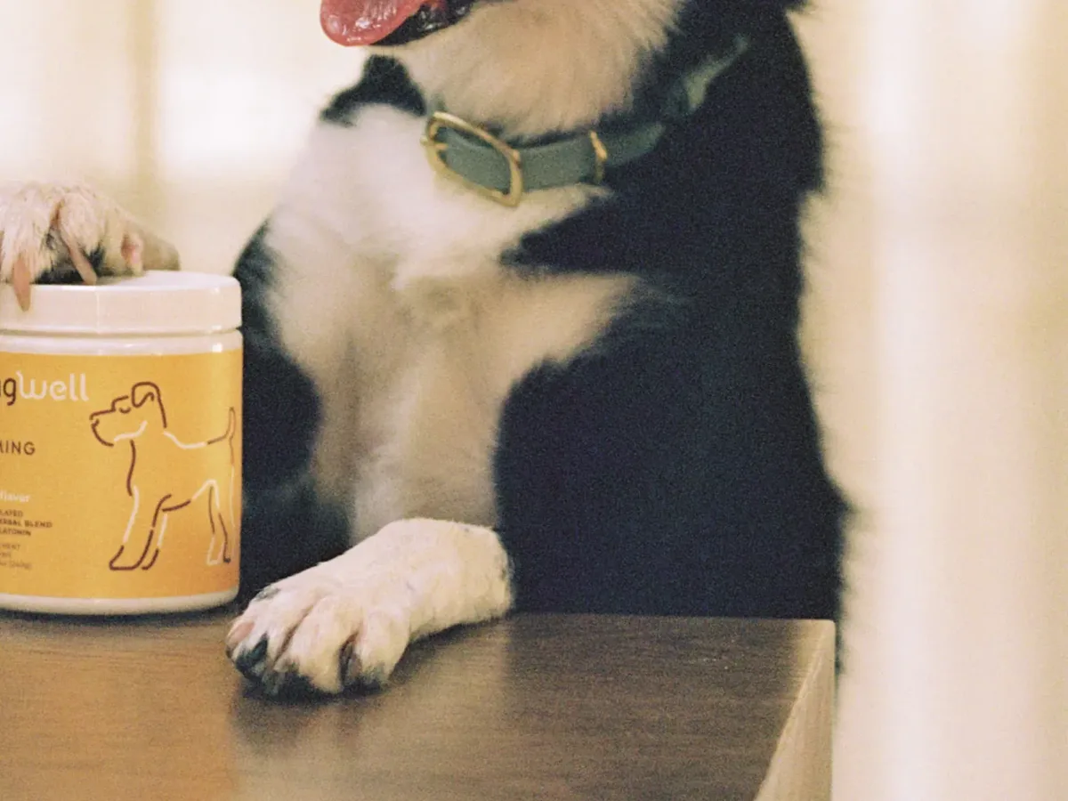 A black and white dog rests a paw on the table beside a pack of Calm Chews.