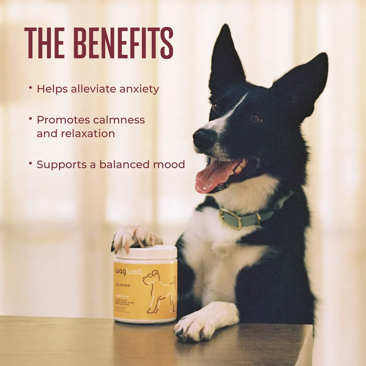 A black and white dog beside a pack of Calm Chews with the benefits listed.